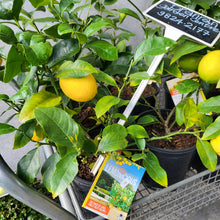 Load image into Gallery viewer, Dwarf Meyer Lemon tree