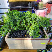 Load image into Gallery viewer, Bonsai gift set