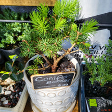 Load image into Gallery viewer, Bonsai gift set