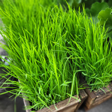 Load image into Gallery viewer, Cat lover’s set