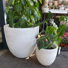 Load image into Gallery viewer, Dwarf Meyer Lemon tree