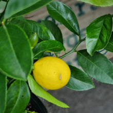 Load image into Gallery viewer, Dwarf Meyer Lemon tree