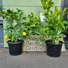 Load image into Gallery viewer, Dwarf Meyer Lemon tree