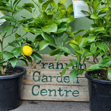Load image into Gallery viewer, Dwarf Meyer Lemon tree