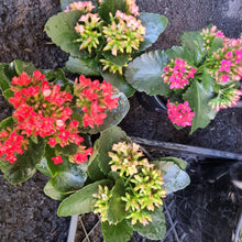 Load image into Gallery viewer, Kalanchoe(flowering succulent)
