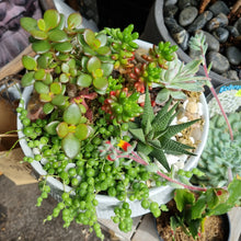Load image into Gallery viewer, Succulent Bowl