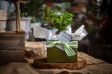 Load image into Gallery viewer, Bonsai gift set