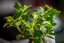 Load image into Gallery viewer, Bonsai gift set