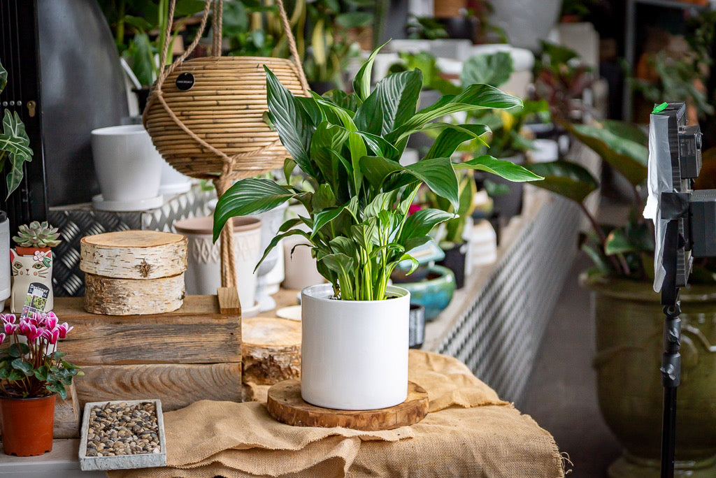 Peace lily gift set Little Forest S