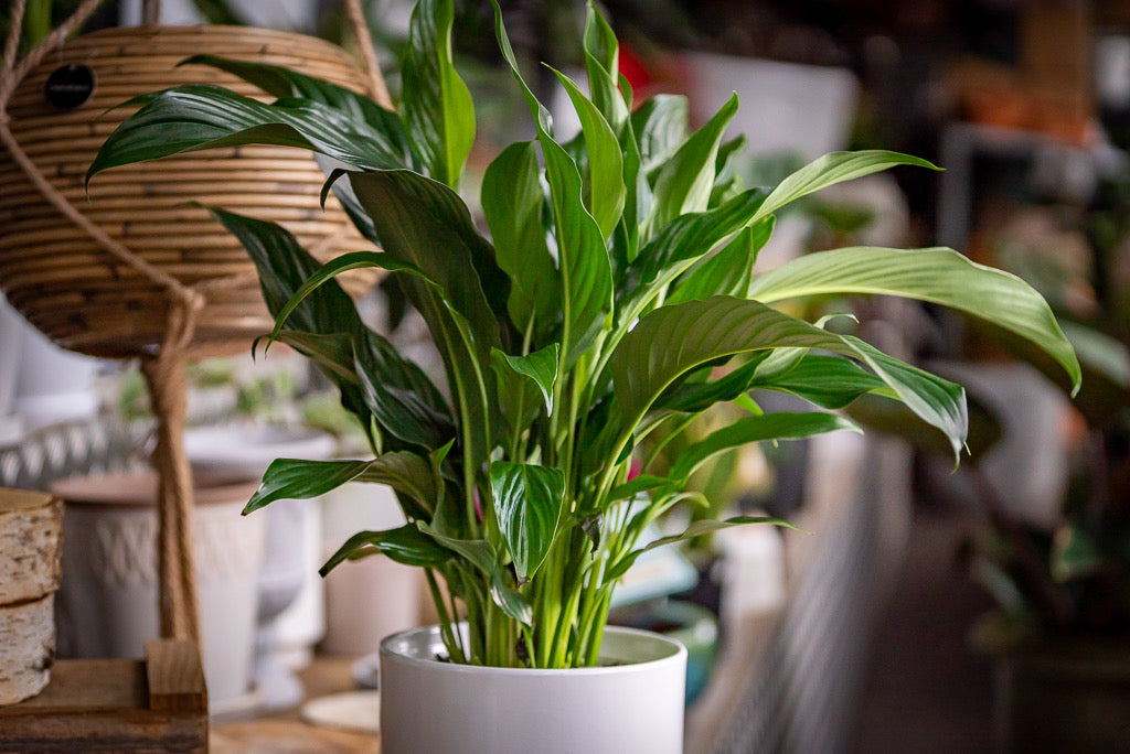 Peace lily gift set Little Forest S