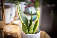 Load image into Gallery viewer, Sanseveria gift set