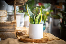 Load image into Gallery viewer, Sanseveria gift set