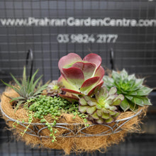 Load image into Gallery viewer, Succulent Bowl
