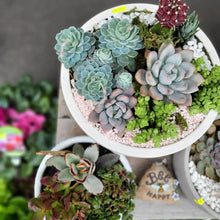 Load image into Gallery viewer, Succulent Bowl