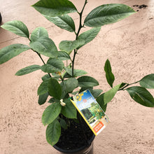 Load image into Gallery viewer, Dwarf Meyer Lemon tree