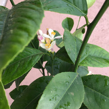 Load image into Gallery viewer, Dwarf Meyer Lemon tree