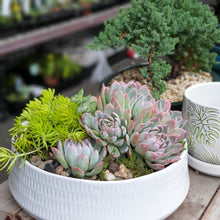 Load image into Gallery viewer, Succulent Bowl