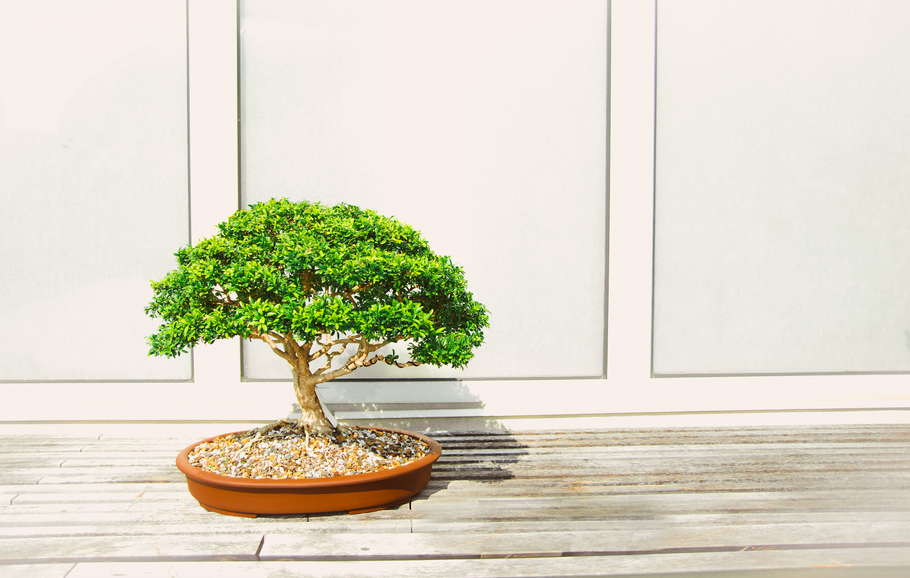 Thinking about getting a bonsai? Here’s what you need to know.
