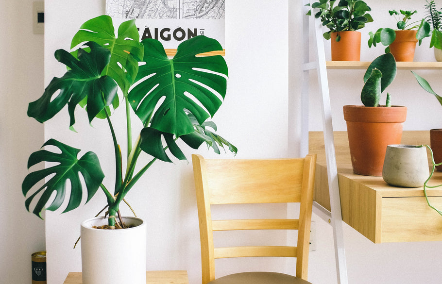 How to take care of your indoor plants this winter