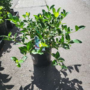 Gardenia (20cm)