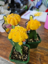Load image into Gallery viewer, 3 grafted cactus(mixed colour)
