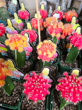 Load image into Gallery viewer, 3 grafted cactus(mixed colour)
