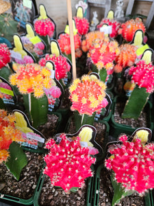 3 grafted cactus(mixed colour)