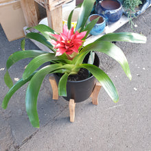 Load image into Gallery viewer, Bromeliad
