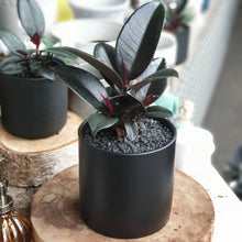 Load image into Gallery viewer, Rubber Plant(Ficus Elastica-Burgundy)
