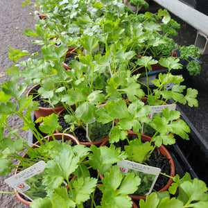 Herbs(seedling pots)