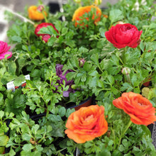 Load image into Gallery viewer, Ranunculus(12cm pot)
