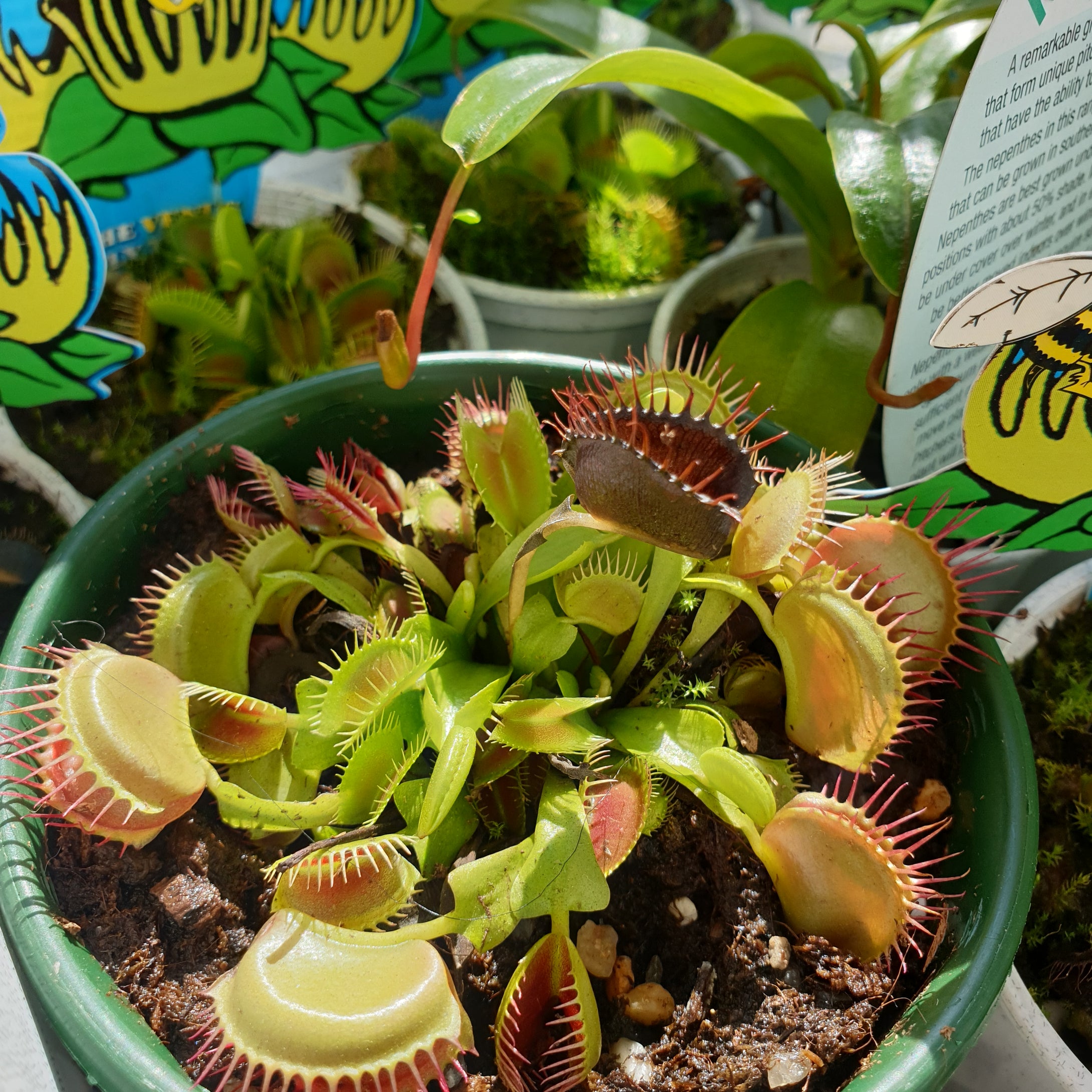 Carnivorous Plant(Venus Fly Trap/Pitcher Plant/Gobble Gut)