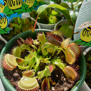 Carnivorous Plant(Venus Fly Trap/Pitcher Plant/Gobble Gut)