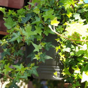 English Ivy(Hanging Pot)