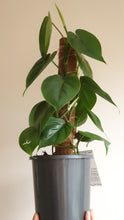 Load image into Gallery viewer, Devil&#39;s Ivy(Pothos)
