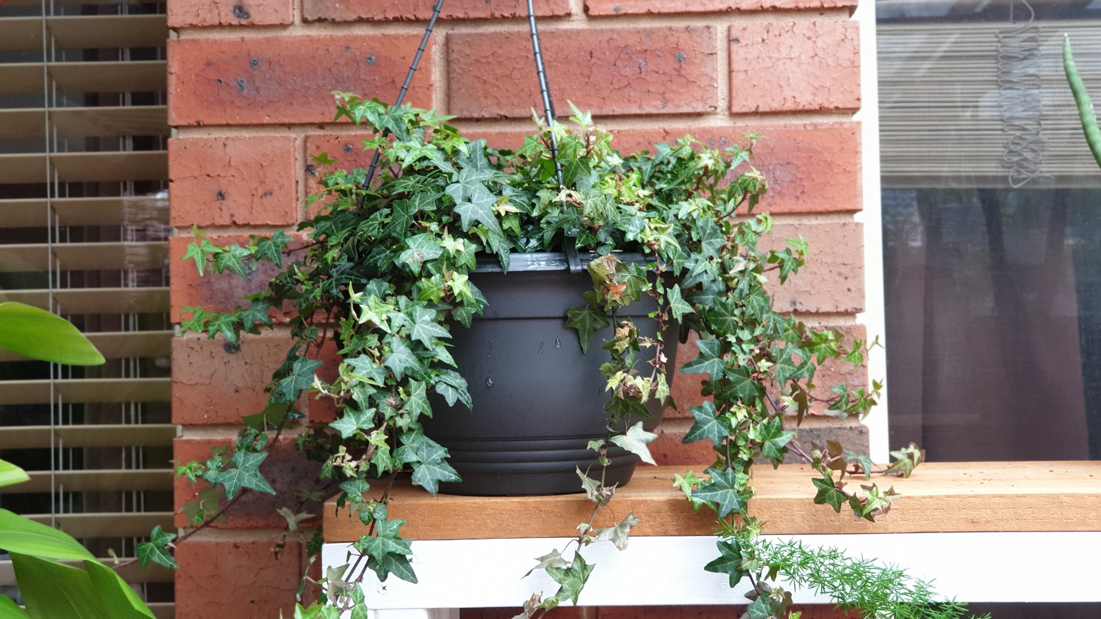English Ivy(Hanging Pot)