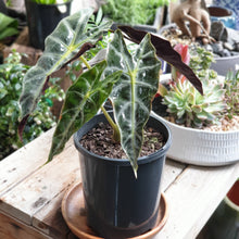 Load image into Gallery viewer, Alocasia(Elephant&#39;s ear)
