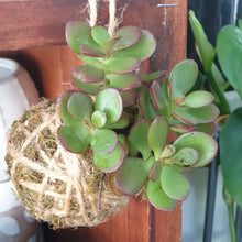 Load image into Gallery viewer, Kokedama (small Succulent)
