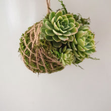 Load image into Gallery viewer, Kokedama (small Succulent)
