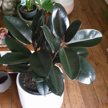 Load image into Gallery viewer, Rubber Plant(Ficus Elastica-Burgundy)
