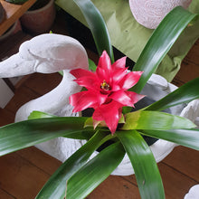 Load image into Gallery viewer, Bromeliad
