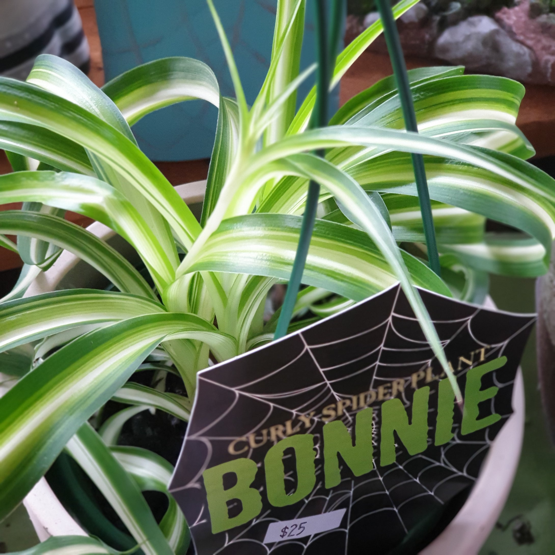 Curly Spider Plant(Bonnie)