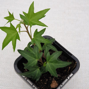 Small Indoor Plants(Terrarium plants)
