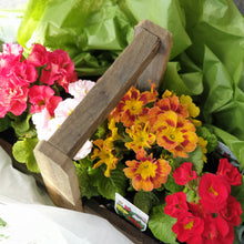 Load image into Gallery viewer, Double Primula Rustic Flower box

