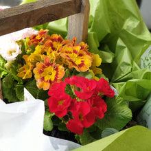 Load image into Gallery viewer, Double Primula Rustic Flower box
