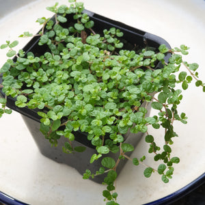 Small indoor plants(Terrarium plants 2)