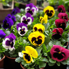 Load image into Gallery viewer, Edible flowers(Viola/Pansy/French Marigold)
