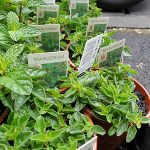 Herbs(seedling pots)