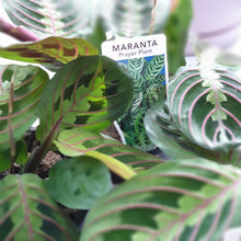 Load image into Gallery viewer, Prayer plant gift set(Maranta)
