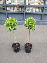 Load image into Gallery viewer, Standard ficus topiary
